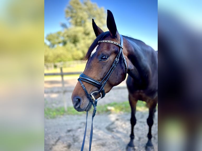 Schwedisches Warmblut Stute 4 Jahre 169 cm Brauner in Richmond