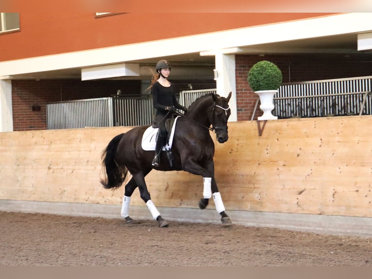 Schwedisches Warmblut Stute 4 Jahre 173 cm Rappe in Stora Sundby