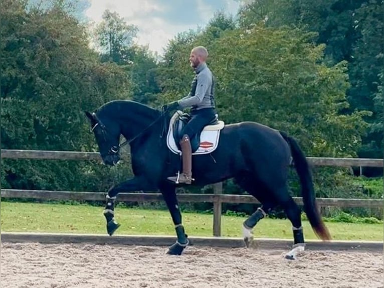 Schwedisches Warmblut Stute 4 Jahre 177 cm Rappe in Rydeb&#xE4;ck