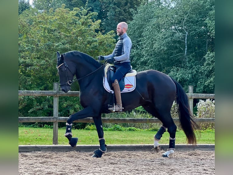Schwedisches Warmblut Stute 4 Jahre 177 cm Rappe in Rydeb&#xE4;ck