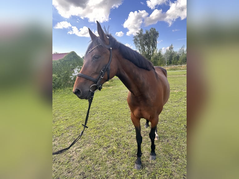 Schwedisches Warmblut Mix Stute 5 Jahre 153 cm Brauner in Leipzig
