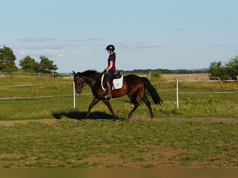 Schwedisches Warmblut Mix Stute 5 Jahre 155 cm Dunkelbrauner in Leipzig