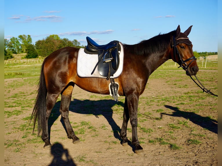 Schwedisches Warmblut Mix Stute 5 Jahre 155 cm Dunkelbrauner in Leipzig