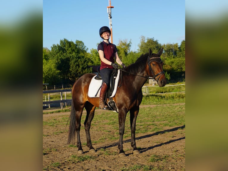 Schwedisches Warmblut Mix Stute 5 Jahre 155 cm Dunkelbrauner in Leipzig