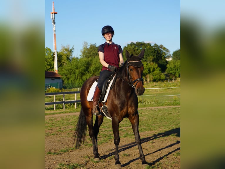 Schwedisches Warmblut Mix Stute 5 Jahre 155 cm Dunkelbrauner in Leipzig