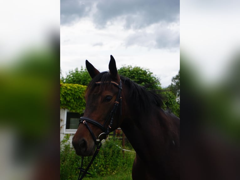 Schwedisches Warmblut Mix Stute 5 Jahre 155 cm Dunkelbrauner in Leipzig