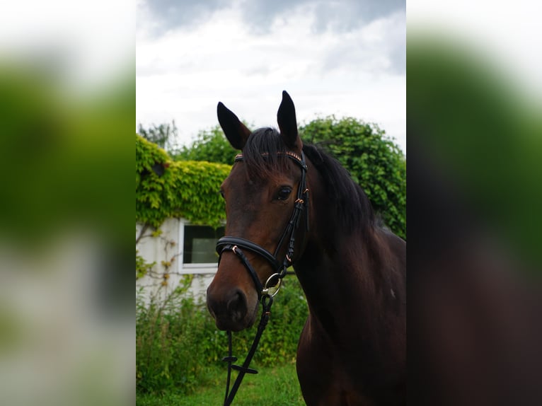 Schwedisches Warmblut Mix Stute 5 Jahre 155 cm Dunkelbrauner in Leipzig