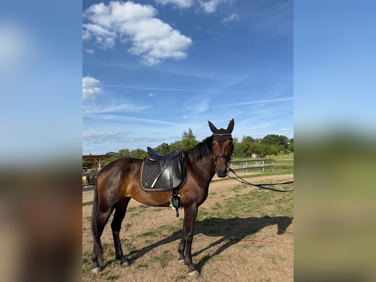Schwedisches Warmblut Mix Stute 5 Jahre 155 cm Dunkelbrauner in Leipzig