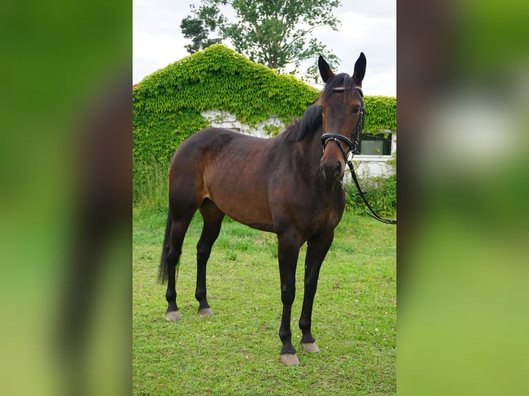 Schwedisches Warmblut Mix Stute 5 Jahre 155 cm Dunkelbrauner in Leipzig