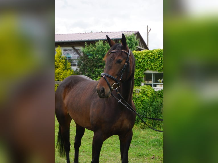 Schwedisches Warmblut Mix Stute 5 Jahre 155 cm Dunkelbrauner in Leipzig