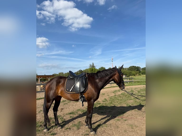 Schwedisches Warmblut Mix Stute 5 Jahre 155 cm Dunkelbrauner in Leipzig