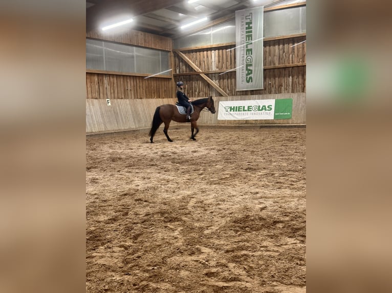 Schwedisches Warmblut Mix Stute 5 Jahre 157 cm Brauner in Leipzig