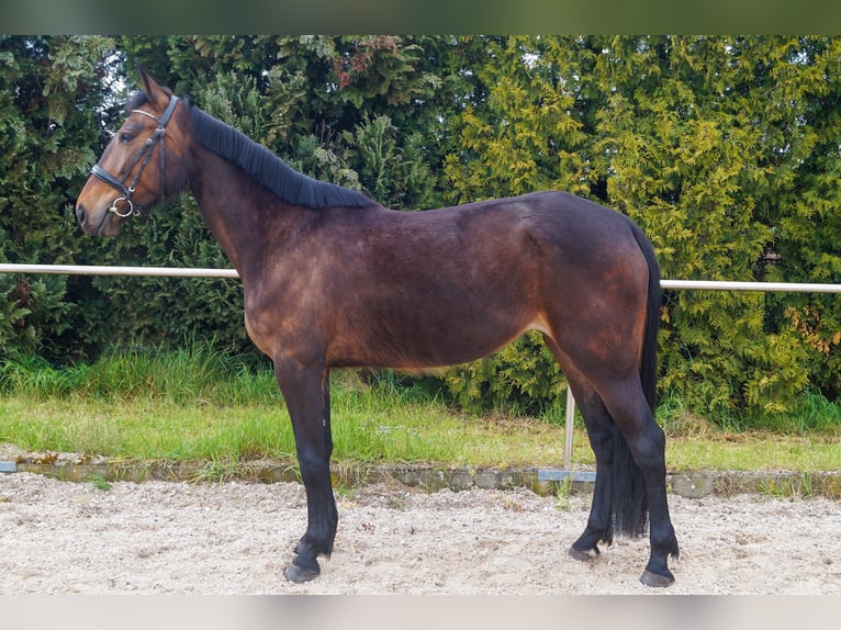 Schwedisches Warmblut Stute 5 Jahre 158 cm Brauner in Achern
