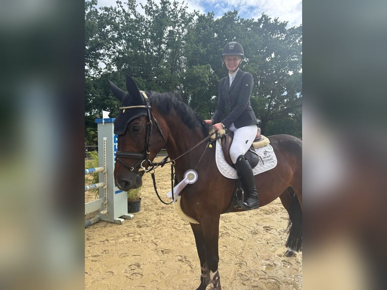 Schwedisches Warmblut Stute 5 Jahre 168 cm Dunkelbrauner in Stadtlohn