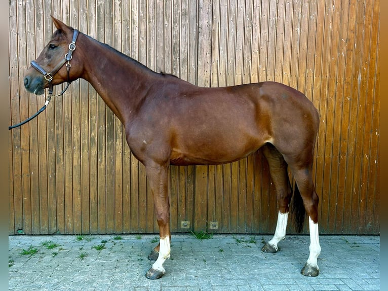 Schwedisches Warmblut Stute 5 Jahre 169 cm Dunkelfuchs in Thomasburg