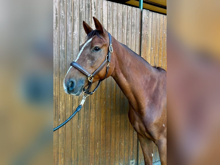 Schwedisches Warmblut Stute 5 Jahre 169 cm Dunkelfuchs in Thomasburg