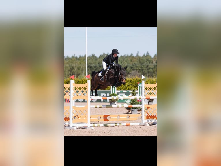 Schwedisches Warmblut Stute 6 Jahre 162 cm Brauner in Borrby