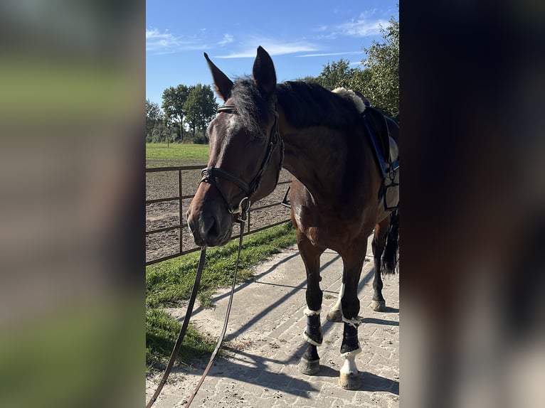 Schwedisches Warmblut Stute 6 Jahre 168 cm Brauner in Coesfeld