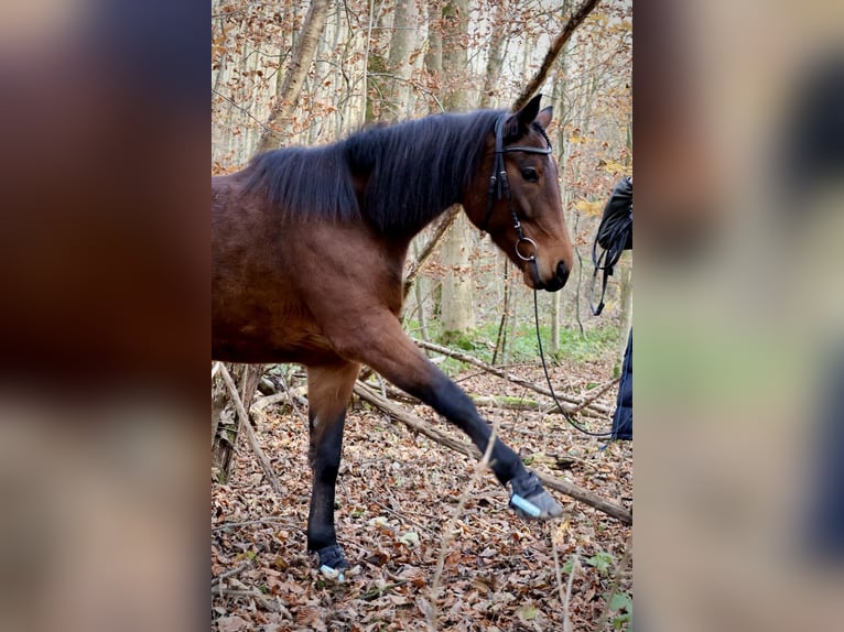 Schwedisches Warmblut Stute 6 Jahre 170 cm Brauner in M&#xFC;nchen