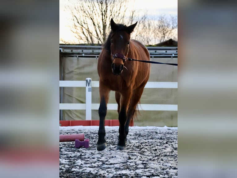 Schwedisches Warmblut Stute 6 Jahre 170 cm Brauner in M&#xFC;nchen