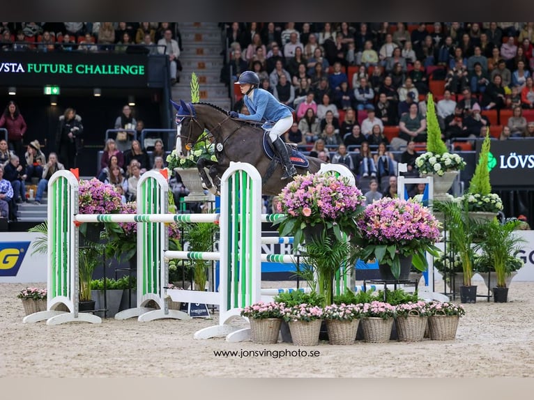 Schwedisches Warmblut Stute 7 Jahre 163 cm Dunkelbrauner in Halmstad