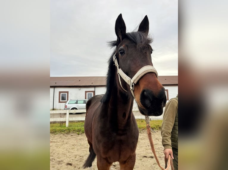 Schwedisches Warmblut Stute 7 Jahre 165 cm Schwarzbrauner in Bronków