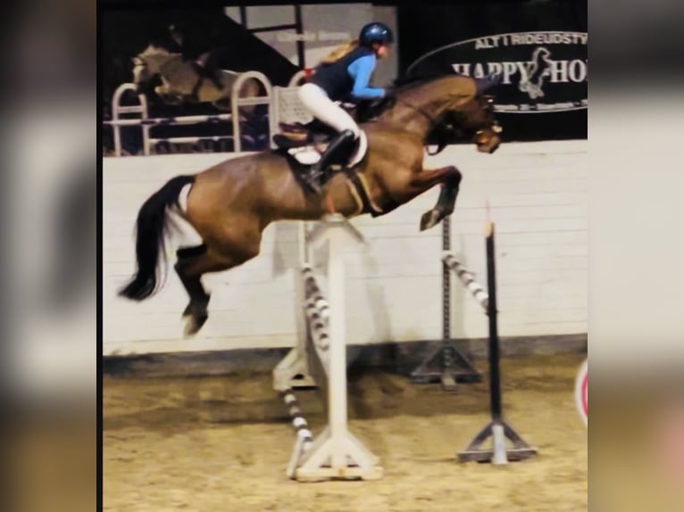Schwedisches Warmblut Stute 7 Jahre 167 cm Brauner in Varde, Denmark
