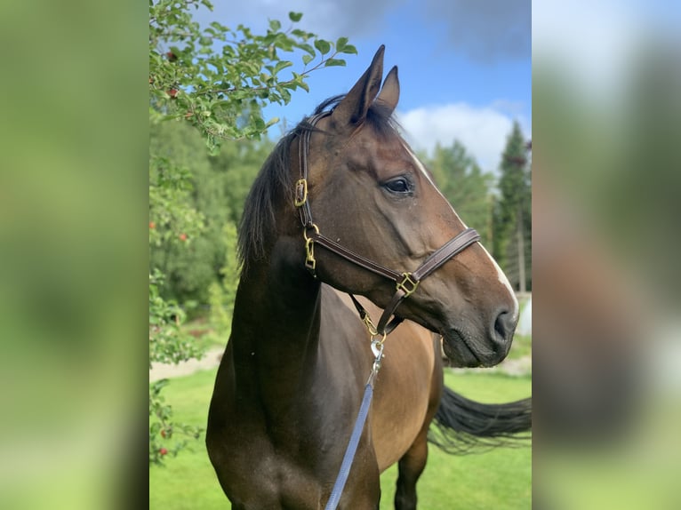 Schwedisches Warmblut Stute 7 Jahre 171 cm Rotbrauner in Lammhult