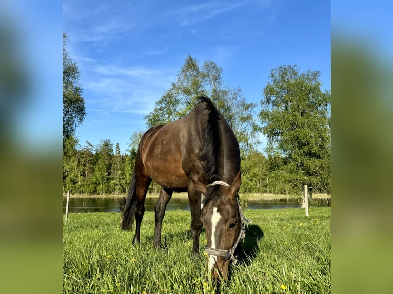 Schwedisches Warmblut Stute 7 Jahre 171 cm Rotbrauner in Lammhult