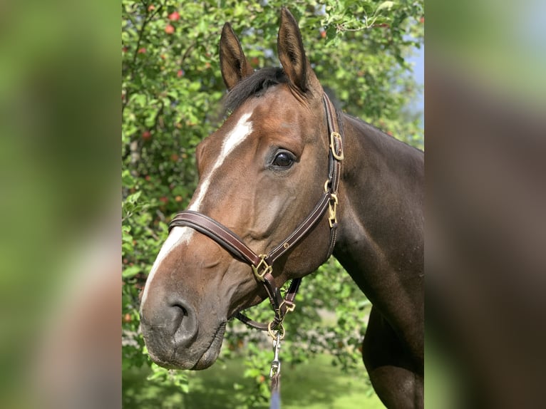 Schwedisches Warmblut Stute 7 Jahre 171 cm Rotbrauner in Lammhult