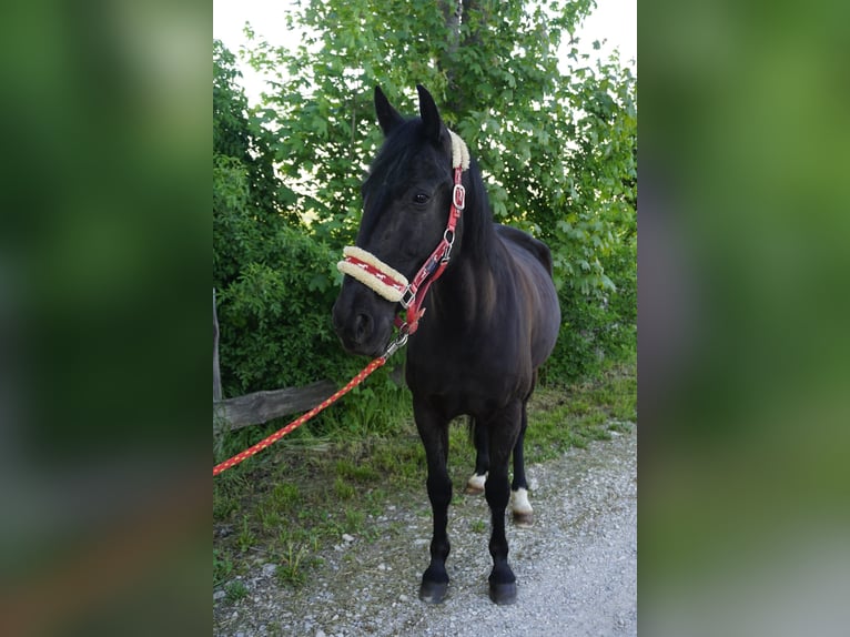 Schwedisches Warmblut Mix Stute 8 Jahre 156 cm Rappe in Bottmersdorf