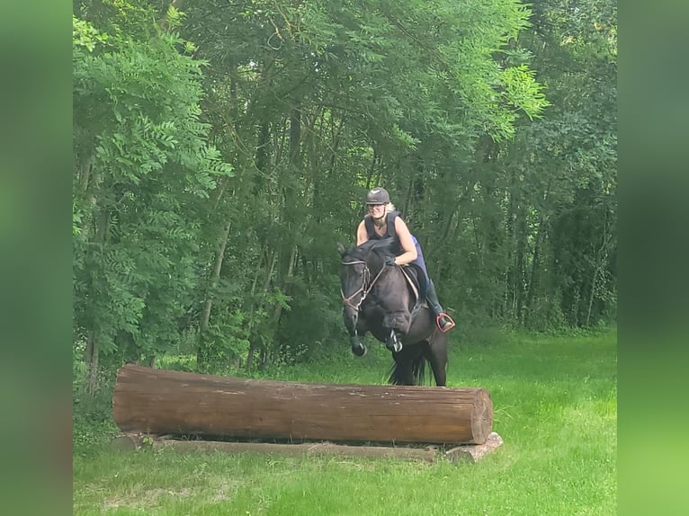 Schwedisches Warmblut Mix Stute 8 Jahre 156 cm Rappe in Bottmersdorf