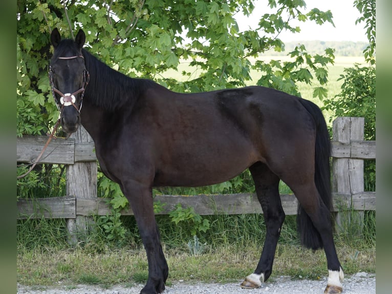Schwedisches Warmblut Mix Stute 8 Jahre 156 cm Rappe in Bottmersdorf
