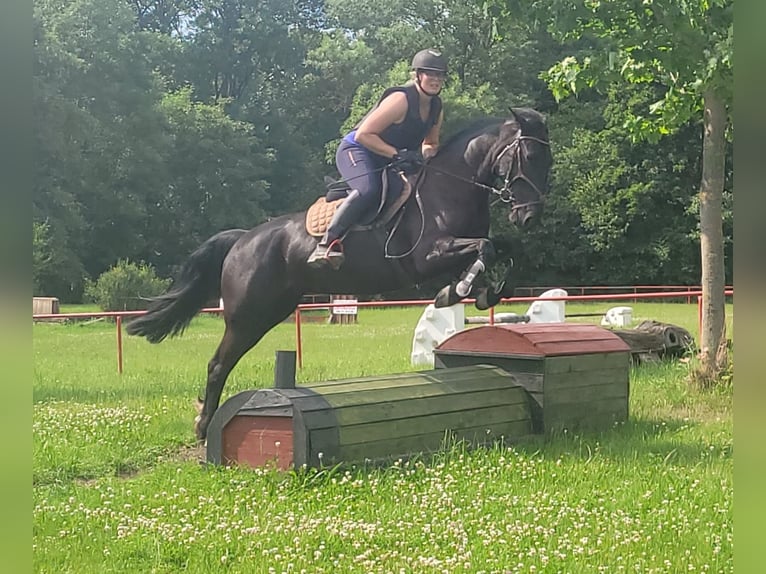 Schwedisches Warmblut Mix Stute 8 Jahre 156 cm Rappe in Bottmersdorf