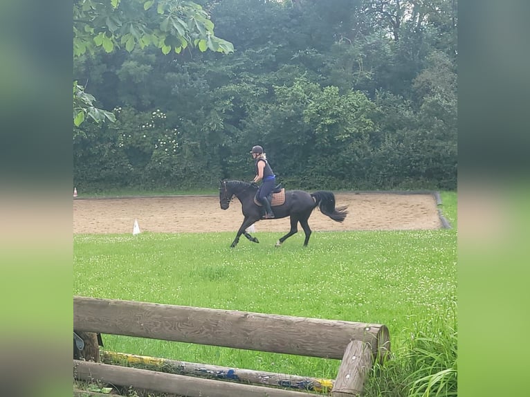 Schwedisches Warmblut Mix Stute 8 Jahre 156 cm Rappe in Bottmersdorf