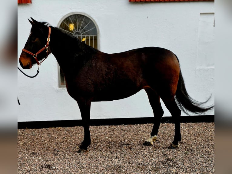 Schwedisches Warmblut Mix Stute 8 Jahre 160 cm Schwarzbrauner in Leipzig