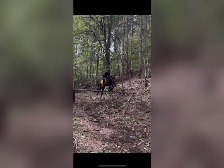 Schwedisches Warmblut Mix Stute 8 Jahre 165 cm Brauner in Leßnig