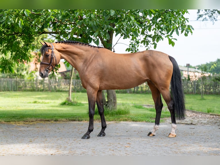 Schwedisches Warmblut Stute 8 Jahre 166 cm Brauner in GROTE-BROGEL