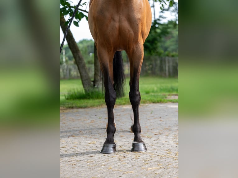 Schwedisches Warmblut Stute 8 Jahre 166 cm Brauner in GROTE-BROGEL