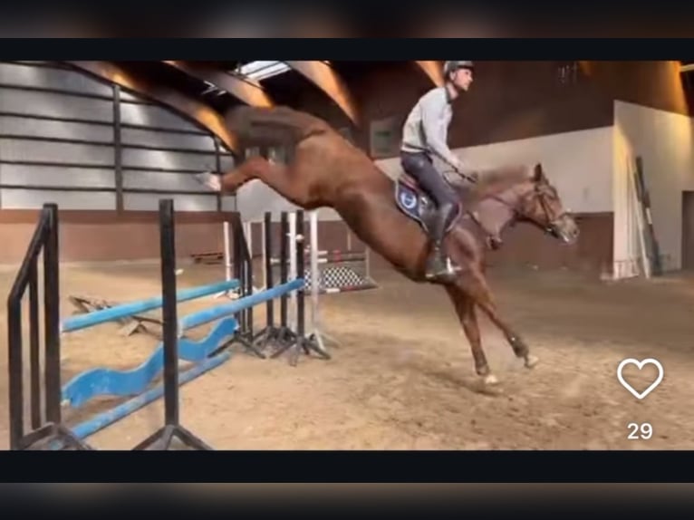 Schwedisches Warmblut Stute 8 Jahre 168 cm Dunkelfuchs in Silkeborg