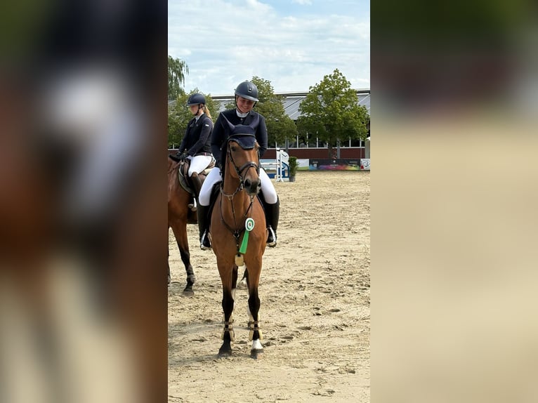 Schwedisches Warmblut Stute 8 Jahre 170 cm Brauner in HavixbeckHavixbeck