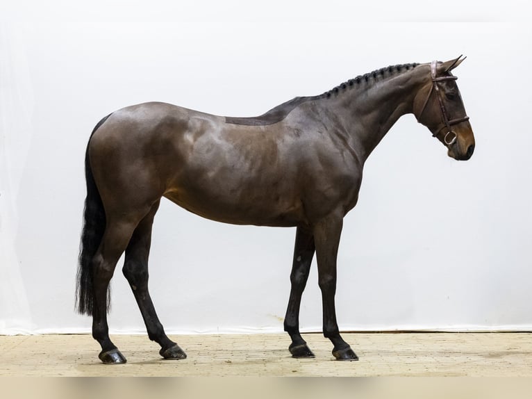 Schwedisches Warmblut Stute 9 Jahre 164 cm  in Waddinxveen