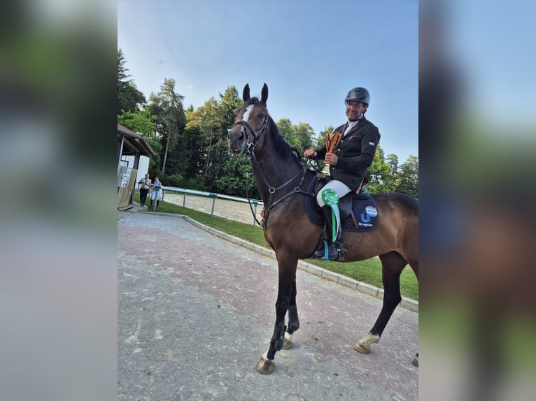 Schwedisches Warmblut Stute 9 Jahre 167 cm Dunkelbrauner in Pragersko