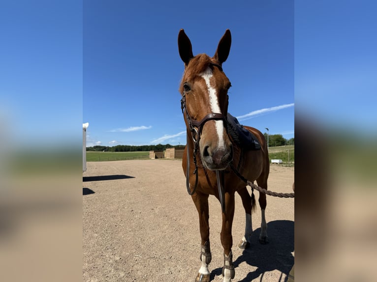 Schwedisches Warmblut Stute 9 Jahre 175 cm in Sjöbo Schwedisches Warmblut Stute 9 Jahre 175 cm in Sjöbo