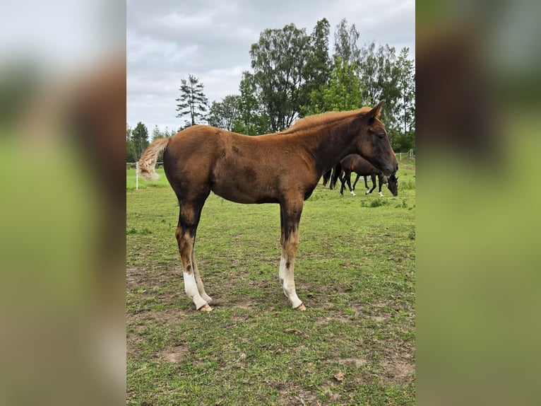 Schwedisches Warmblut Stute Fohlen (06/2025) 164 cm Dunkelfuchs in Tidaholm