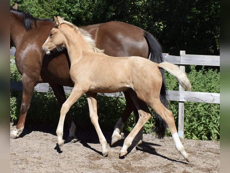 Schwedisches Warmblut Stute Fohlen (06/2024) 165 cm Palomino in Degerfors