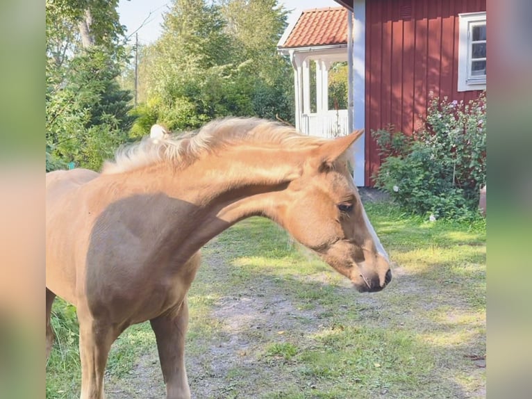 Schwedisches Warmblut Stute Fohlen (06/2024) 165 cm Palomino in Degerfors