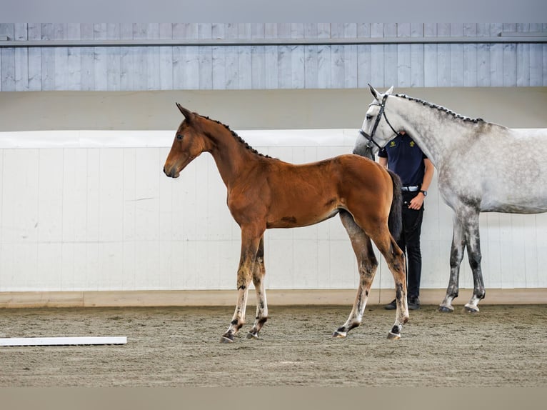 Schwedisches Warmblut Stute Fohlen (05/2024) 170 cm Brauner in Mellerud