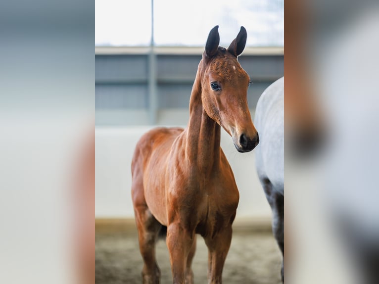 Schwedisches Warmblut Stute Fohlen (05/2024) 170 cm Brauner in Mellerud