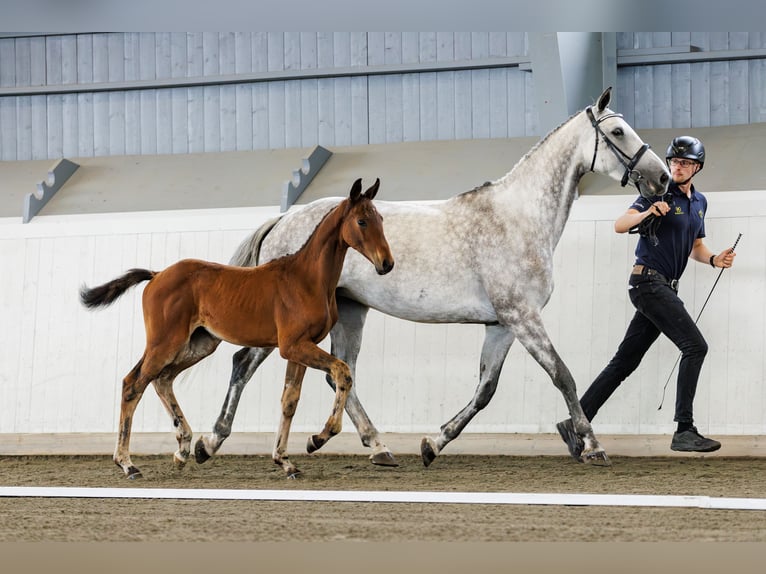 Schwedisches Warmblut Stute Fohlen (05/2024) 170 cm Brauner in Mellerud